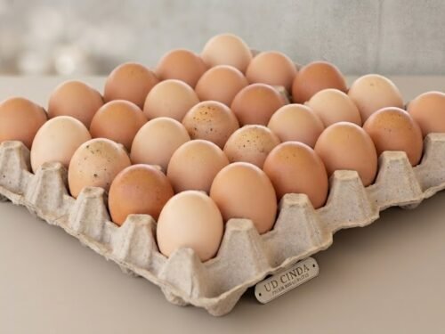 Telur Ayam Broiler