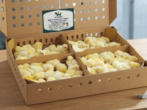 Bibit Ayam Broiler